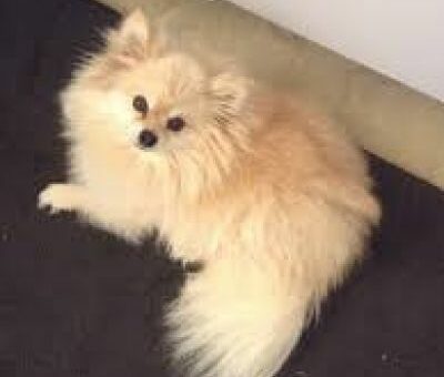 Angel Pom