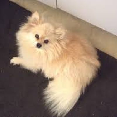 Angel Pom