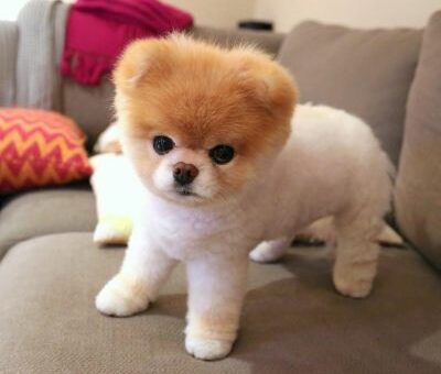 Boo the Pomeranian