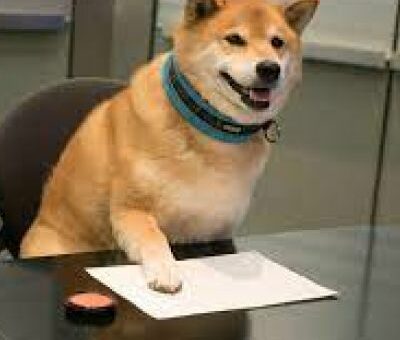 Maru the Shiba