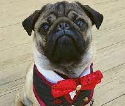 Nigel the Pug