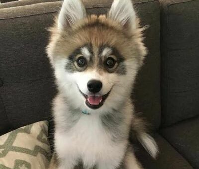 Norman the Pomsky