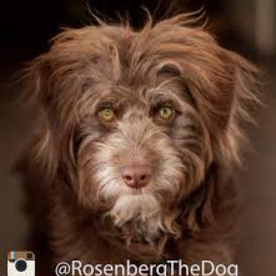 Rosenberg the Dog
