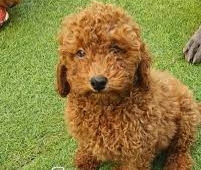 Shasha the Toy Poodle