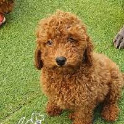 Shasha the Toy Poodle