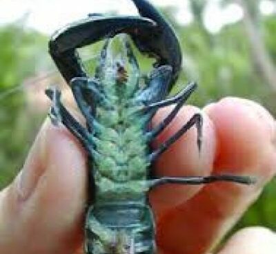 Cherax Destructor