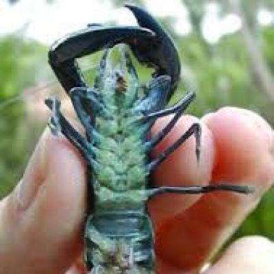 Cherax Destructor