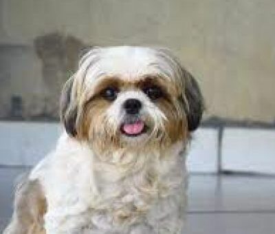 Shih
