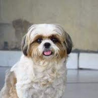 Shih