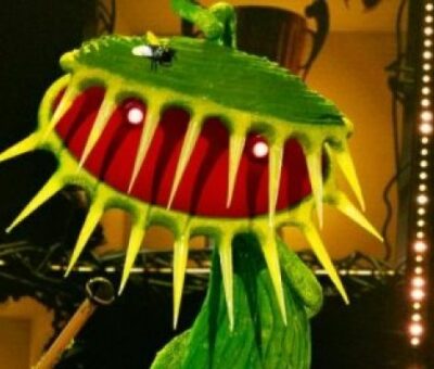 Venus Fly Trap